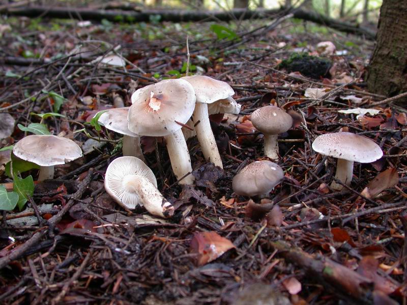 Tricholoma saponaceum